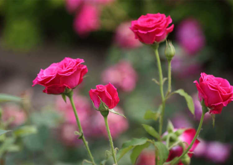 月季可以嫁接到哪些树种上，月季花嫁接方法