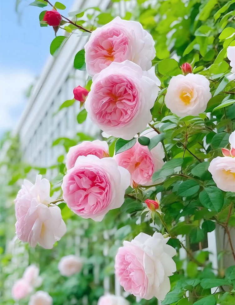 月季花如何开多花，月季种植小技巧