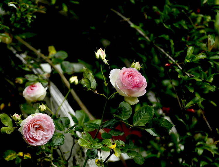 树状月季的冠形培育技术，树状月季花养殖管理方法