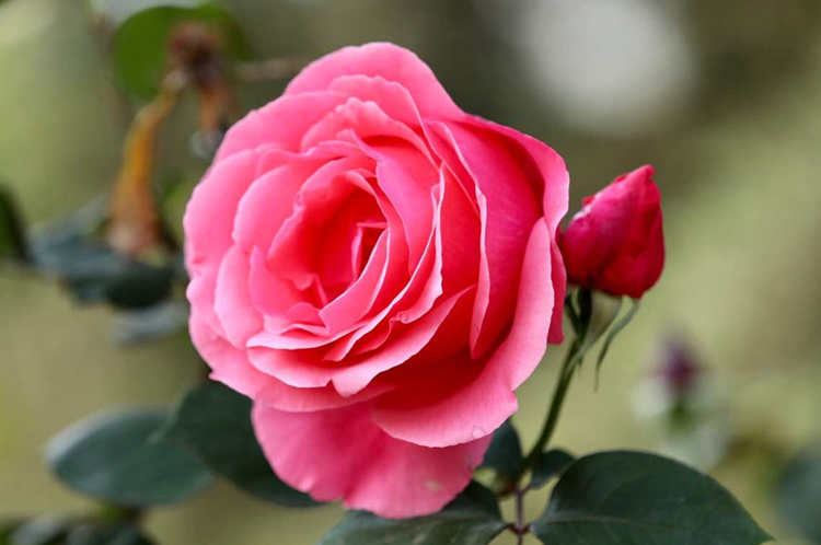 微型月季花日常管理栽种方法