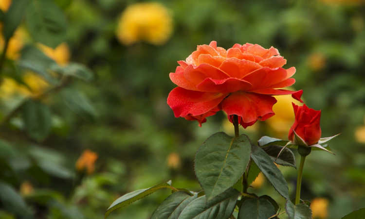 食用醋喷撒盆栽月季有什么好处