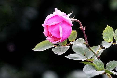 城市绿化怎样种植月季，装饰性藤本月季种植