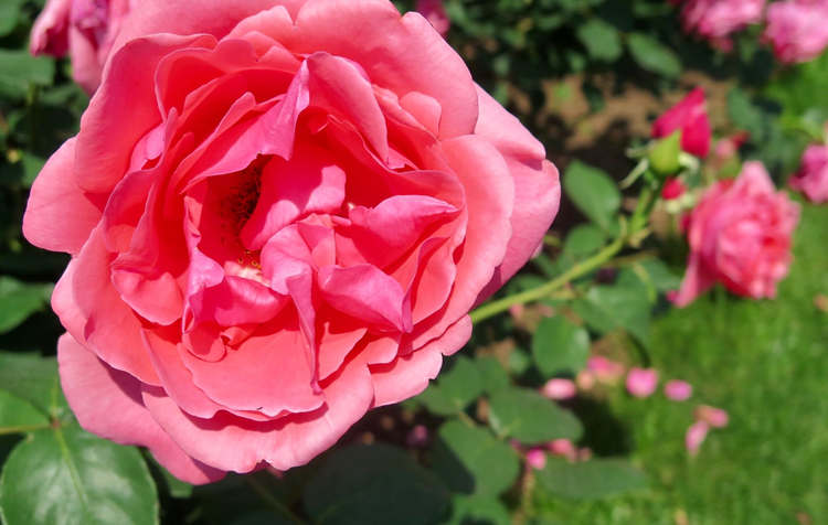 玫瑰花的种植时间及栽培管理，玫瑰花怎么种植方法