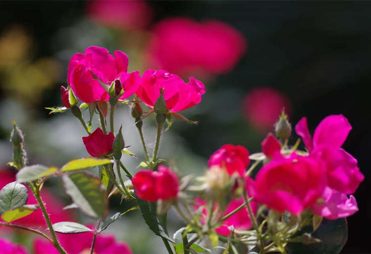 简单的月季繁殖方法扦插法，月季花怎么培育