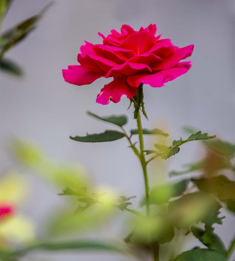 月季扦插注意事项，月季花怎么扦插