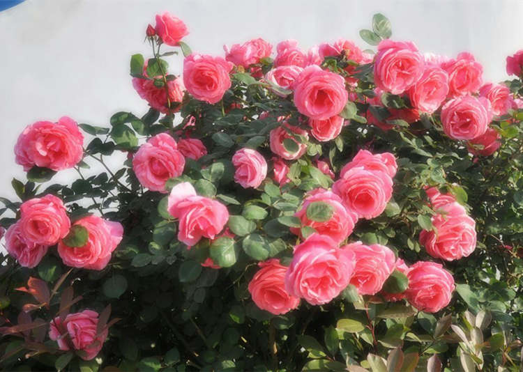 什么微月品种制作棒棒糖月季树好，棒棒糖月季制作方法