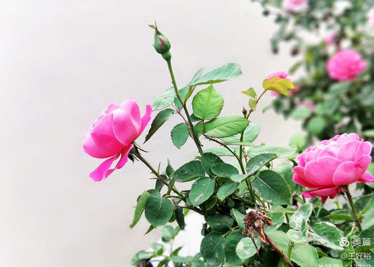 哪些因素会影响树状月季的开花量，树状月季开花受到哪些因素影响