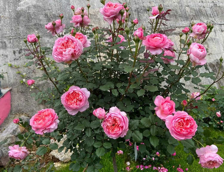 树状月季多少钱一棵？树状月季花价格多少钱