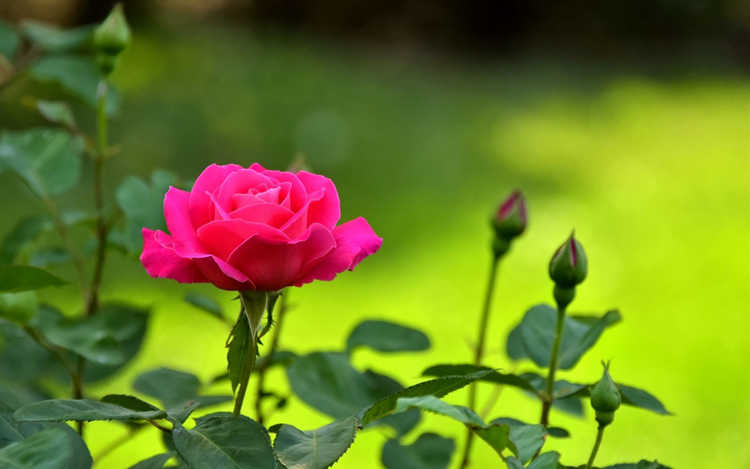 树桩月季培养方法，树桩月季培育土壤选择