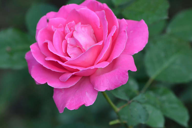 绿化工程月季花的养护管理措施方法介绍