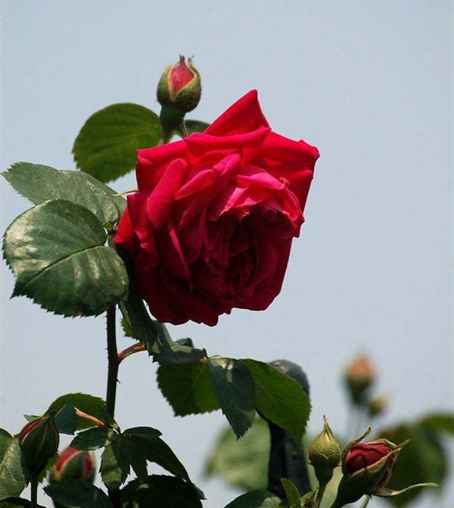 月季花籽种植方法介绍，月季花种子怎样催芽种植？