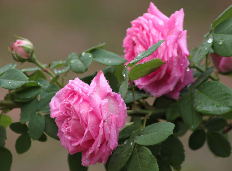 冬季月季怎么扦插，种植月季花扦插管理与浇水施肥