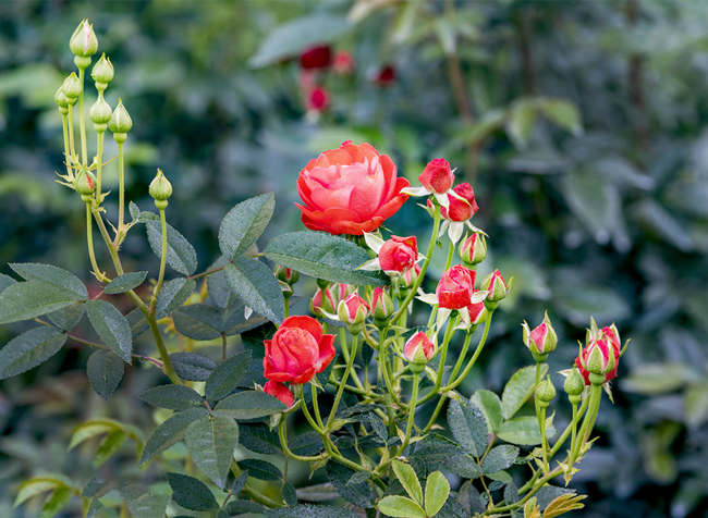 矮桩树状月季的嫁接技术分享，树状月季花嫁接注意事项