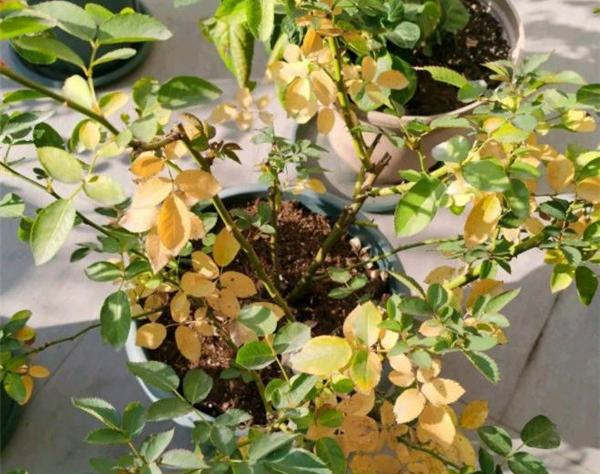 月季枝干从底部开始烂根和黄叶是什么原因？