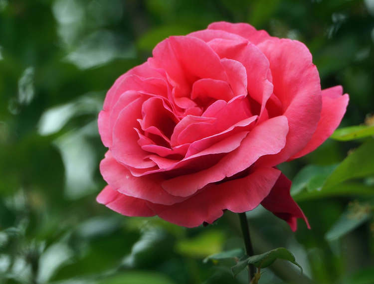 月季只发芽不开花怎么办，月季发芽不开花是什么原因导致的