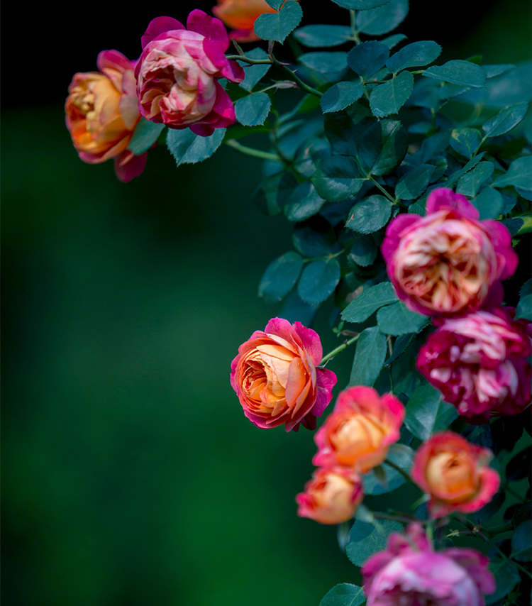 藤本月季怎么爬藤，让藤本月季爬藤爬墙的方法技巧