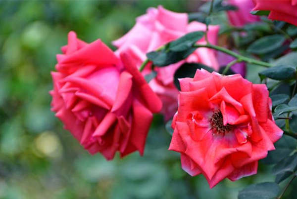 立春后怎么扦插月季，冬天怎么修剪月季