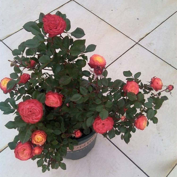 藤本月季和蔷薇有哪些区别，藤本月季和蔷薇怎么种植