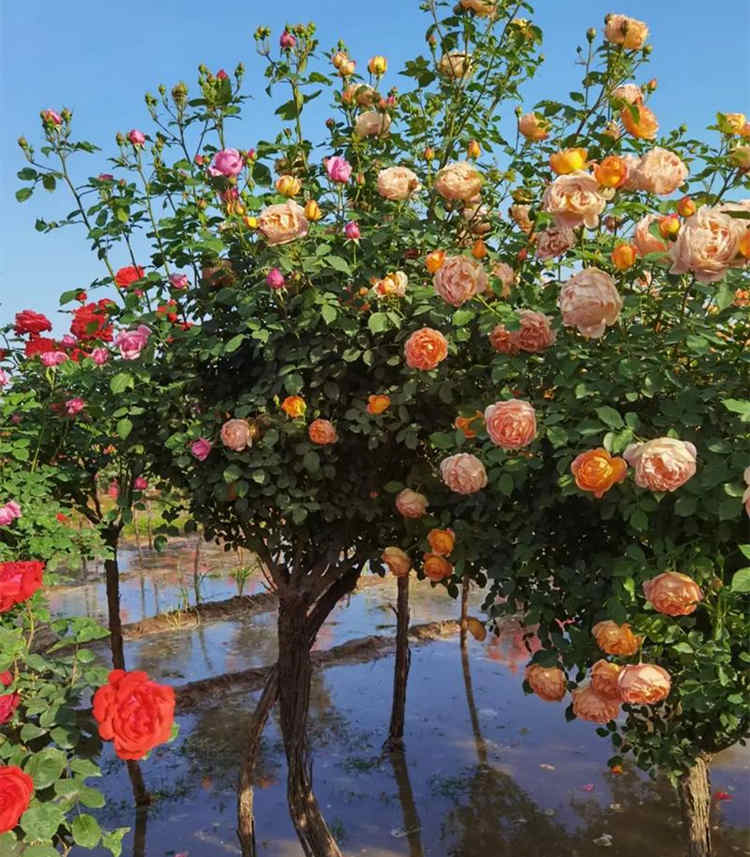 树桩月季用的是什么砧木，月季嫁接的砧木