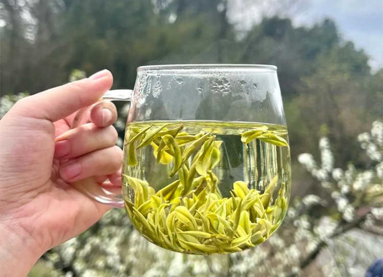 浙江安吉白茶为什么叫女人茶，女性长期喝安吉白茶好处