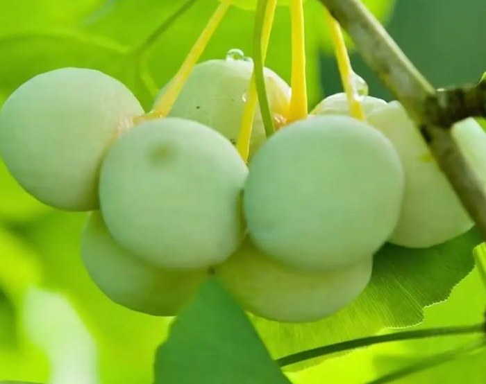 长兴县四宝分别是哪些，长兴四宝简介银杏、青梅、吊瓜和板栗