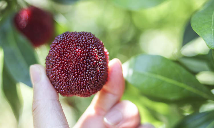 ??仙居杨梅怎么样好吃吗，??浙江仙居杨梅图片土特产简介