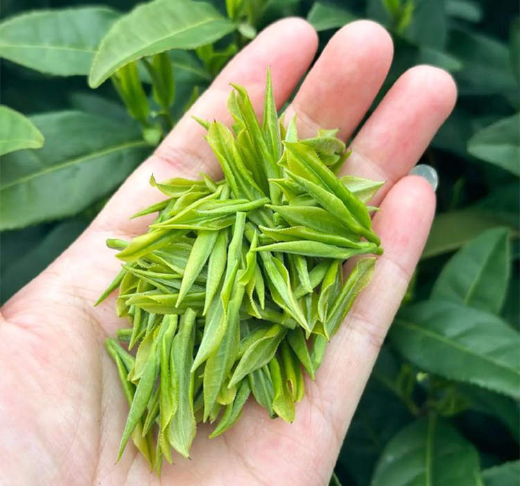 安吉白茶为什么是绿茶而不是白茶，安吉白茶介绍