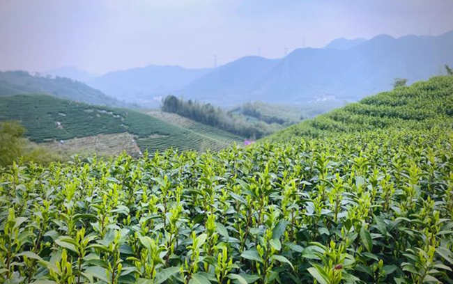 白叶一号是安吉白茶吗，安吉白茶属于什么茶种