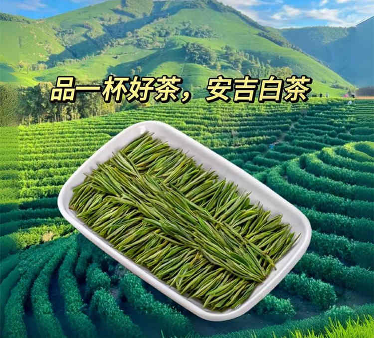 原产地安吉白茶怎么找，正宗安吉白茶茶农直销