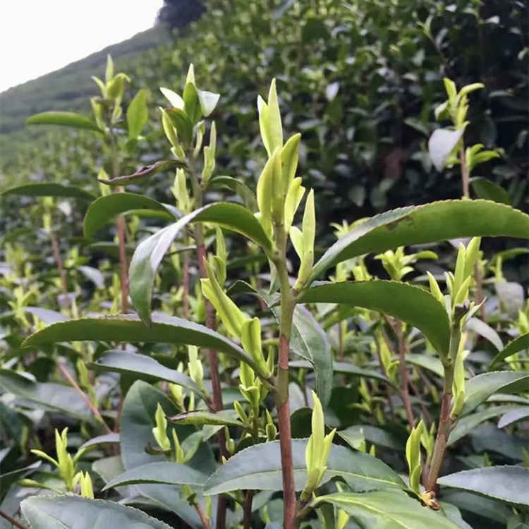 浙江安吉白茶是哪里的茶叶