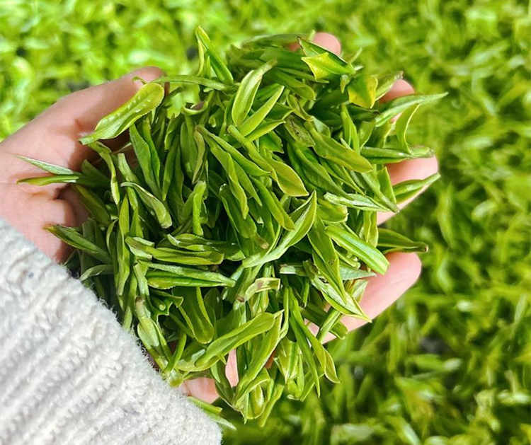 安吉白茶好还是龙井茶好