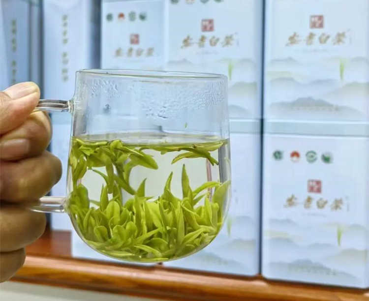 怎样辨别安吉白茶的档次好坏