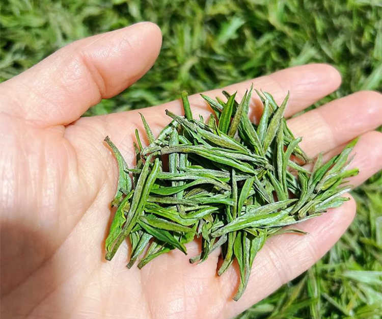 安吉白茶属于低端茶叶吗