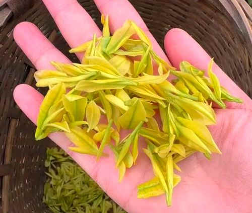 安吉奶白茶为什么叫奶白茶，皇金芽名字由来