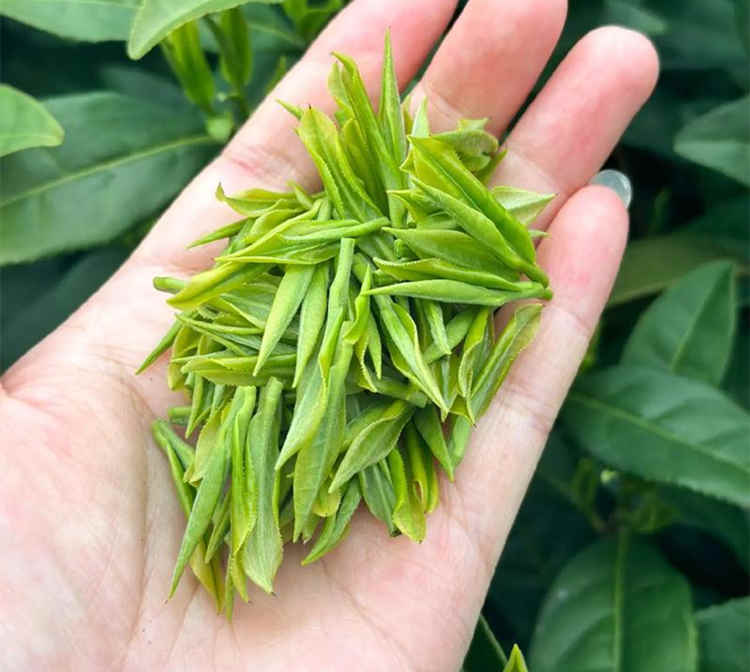 安吉白茶有什么种类，浙江安吉白茶有哪些品种