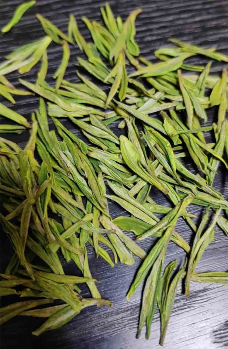 浙江安吉白茶属于哪种茶树