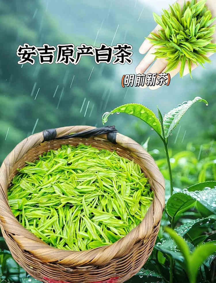 浙江正宗安吉白茶历史由来