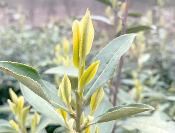 安吉奶白茶与黄金叶有哪些区别