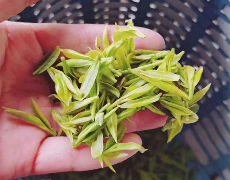 原产地安吉白茶采摘标准简介