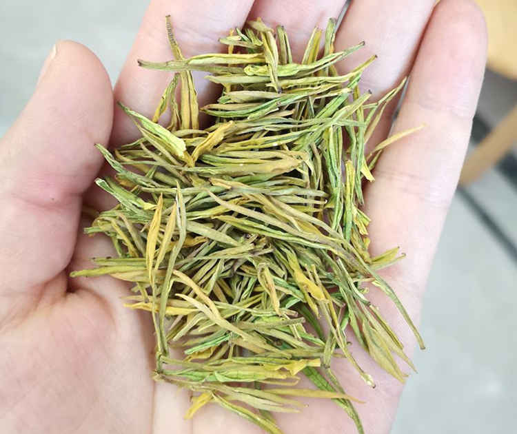 安吉奶白茶的简介