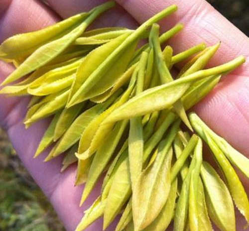 安吉奶白茶价格是多少钱一斤?