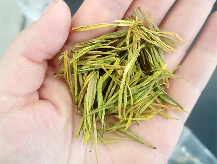 安吉皇金芽属于什么茶，皇金芽产地在哪里