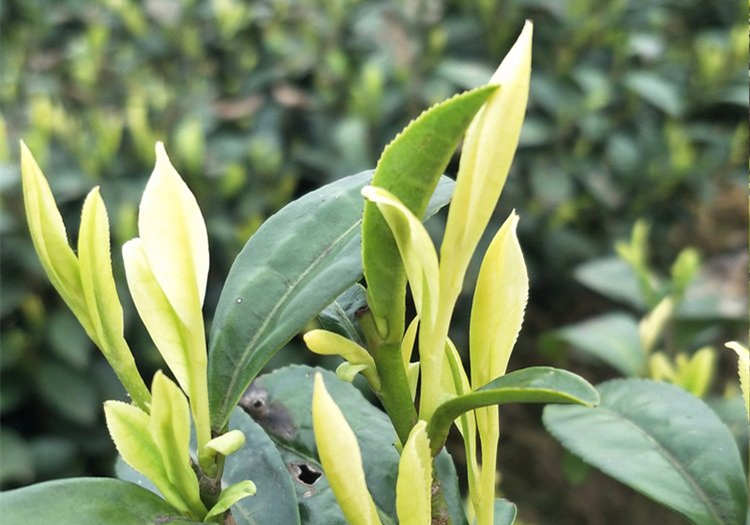 皇金芽的功效与作用有哪些