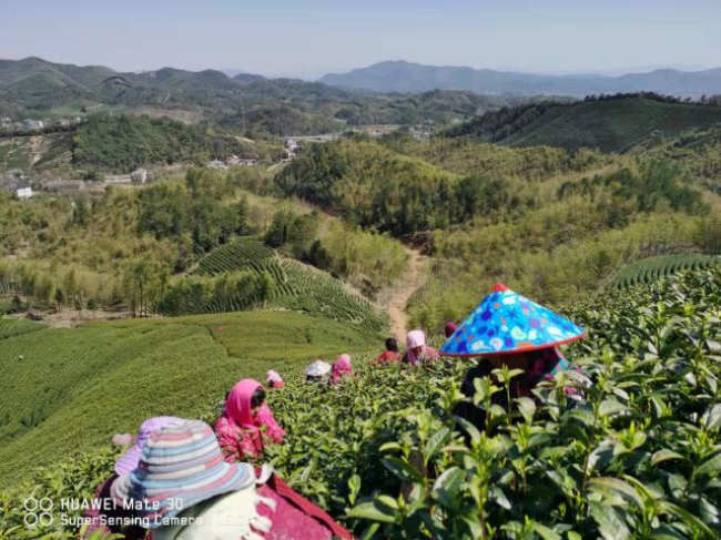浙江安吉永存白茶有限公司怎么样，地址联系方式